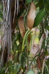 Vanilla beans growing on a tree in la Digue, Seychelles