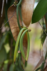 Vanilla beans growing on a tree in la Digue, Seychelles