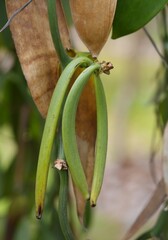 Vanilla beans growing on a tree in la Digue, Seychelles