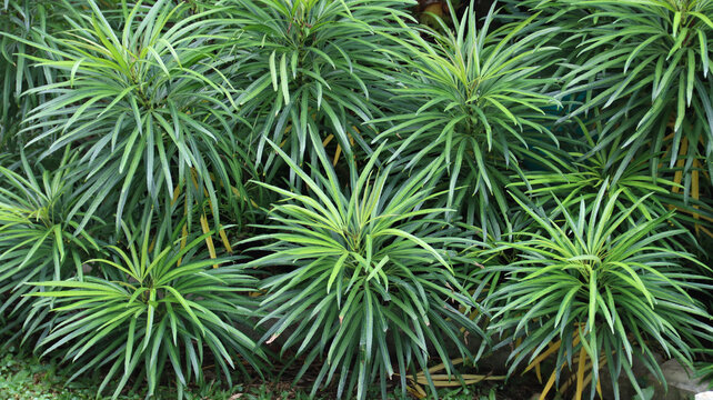 Osmoxylon lineare or Ararea or Aralea or Aralia or Miagos Bush is an ornamental plant belonging to the shrub, Green laeves natural background