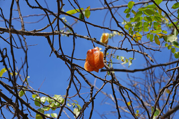 Starfruit (Averrhoa Carambola) growing on a tree