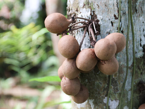Stelechocarpus burahol, the burahol, kepel, keppel fruit, kepel apple, java apple on tree in the yard