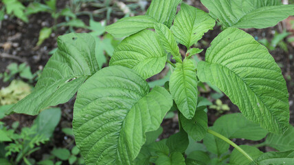 Spinach plant in the garden