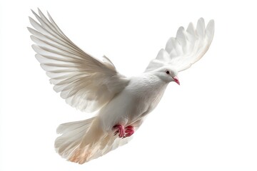 Serene white dove taking flight with gentle lighting on a pure background