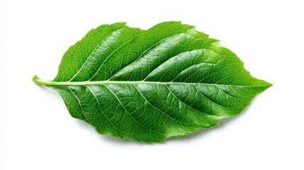 Obraz premium Close-up of a vibrant green leaf isolated on a clean white background