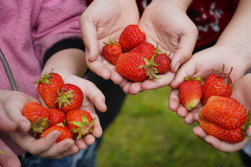 Many small children's hands are holding strawberries.
