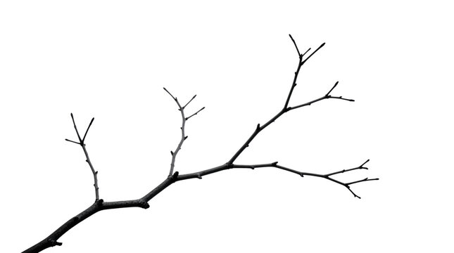 Dry tree branch with small twigs.