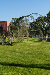 Scene from Galitsky Park in Krasnodar, featuring neatly trimmed Weeping Blue Atlas Cedar (Cedrus Atlantica Glauca trees with lush green foliage set against well-manicured lawn under clear blue sky.