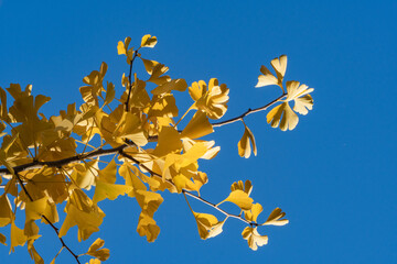Golden yellow Ginkgo tree (Ginkgo biloba), ginko maidenhair tree leaves stand out vividly against clear, bright blue sky, creating striking autumn contrast. Nature concept for design