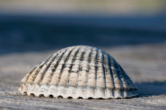 Mussel shell detail on wood bench at Amrum beach North Sea Germany