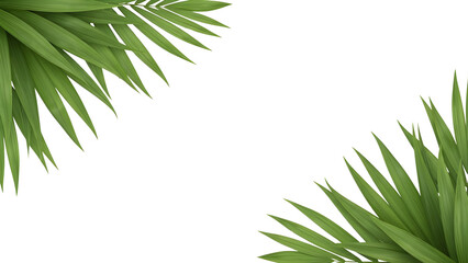 White Background with Tropical Green Palm Leaves Border isolated PNG with Transparent Background