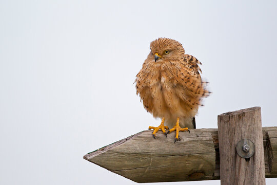 Greater kestrel perched on wooden marker in Central Kalahari