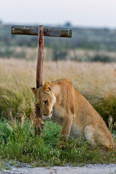 Lioness resting against wooden signpost in Central Kalahari Botswana