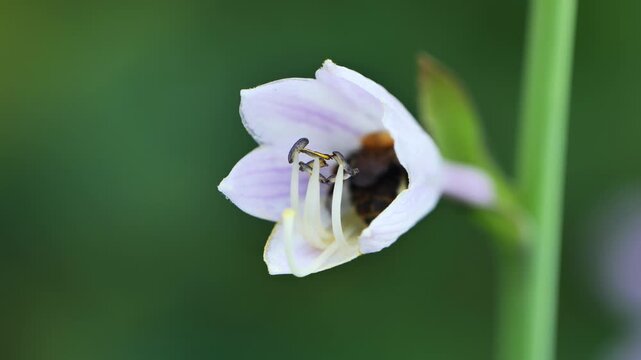 Bumblebee collecting nectar from lavender hosta flowers in a summer garden
