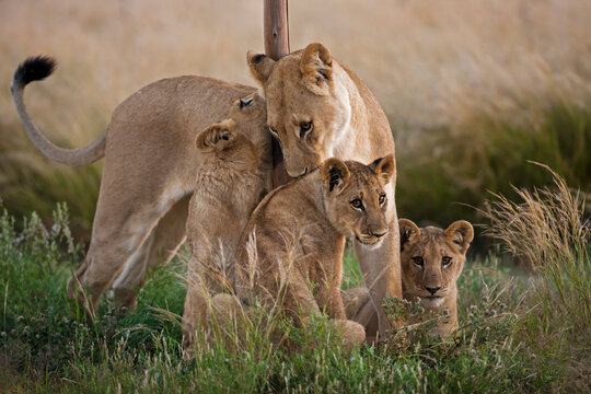 Lioness with cubs in grassy savanna at Central Kalahari Game Reserve