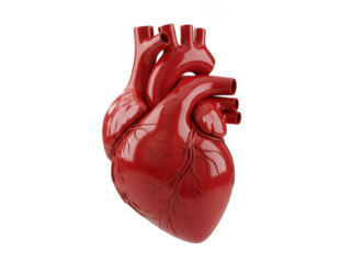 Detailed model of human heart