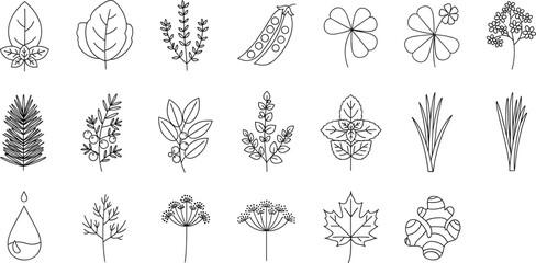 Botanical outline icons vector set featuring leaves herbs flowers plants and natural floral line elements