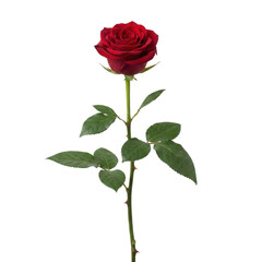 Single red rose flower with long green stem © BTG
