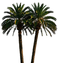 Obraz premium Two Tall Palm Trees With Green Leaves