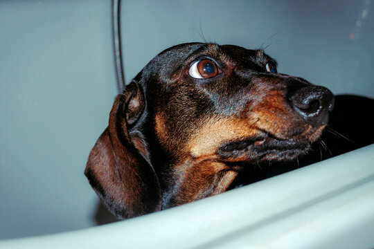 Closeup portrait of cute dachshund dog in bathtub during bath