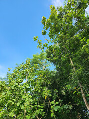 Fototapeta premium Vibrant green trees under the bright blue sky. Fresh tree tops against a clear blue sky. Green leaves reaching towards the bright sunlight. Lush green trees under a vibrant blue sky