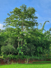 Fototapeta premium Tall tree rising above dense tropical forest by rice field. Green woodland edge and bright sky in rural countryside. Lush forest wall with a single high tree and open air. Tropical greenery backdrop 