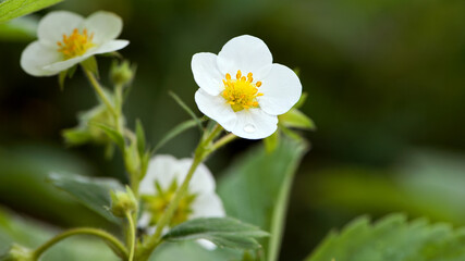 strawberry flowers in the spring garden. White flowers, green leaves, close-up. Berries in the garden, flowering season. farmland, agriculture. spring time, seasonal work