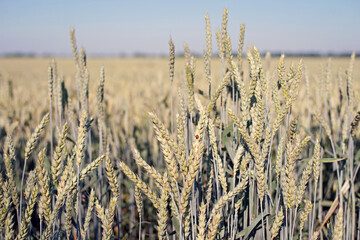 Fototapeta premium spikelets. Fresh green young unripe juicy spikelets of wheat on a blurred green field. Oats, rye, barley. harvest in spring or summer, closeup of a field. agricultural field, agriculture, farmland