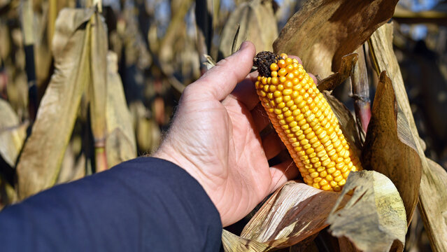 ears of corn and dry leaves close-up. corn cob farmer holding in hand. concept of good harvest, yellow corn kernels. Autumn harvest season, in an agricultural field. agrarian business