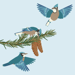 vector drawing blue jay birds at fir branch with green needles and cones , hand drawn illustration