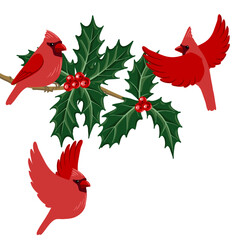 vector drawing Christmas composition, red cardinal birds at holly branch with green leaves and red berries, hand drawn illustration