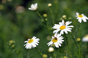 Syrphidae sits on a field daisy. insect with the Latin name Syrphidae sits on a white daisy flower...