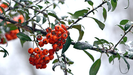 Obraz premium Winter rowan tree under snow close-up. Groups of bright red berries, mountain ash. branch of red rowan in snow. red berries in early spring. winter background, cold season. autumn, first frost