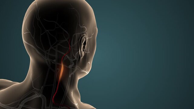 Aneurysm of the Cervical Carotid Artery