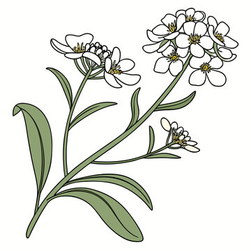 vector illustration of candytuft flower 