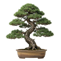 Evergreen pine bonsai tree in pot on transparent background