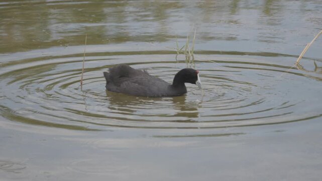Crested coot wades through shallow water and takes short flights while foraging in a protected nature reserve filmed in slow motion at morning light.