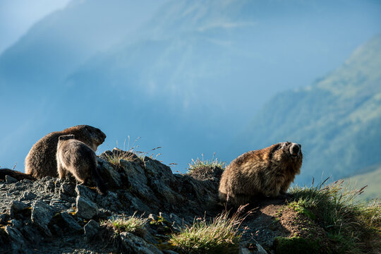 marmot in the grass