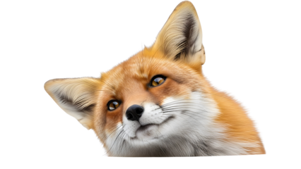Closeup portrait of an adorable European red fox head looking with curiosity isolated PNG with Transparent Background