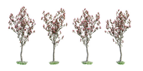 Set of cherry blossom trees isolated on white background
