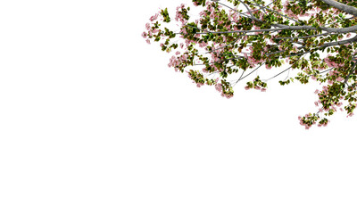 pink cherry blossom flowers tree branches isolated on white background