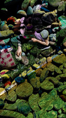 water lilies in the pond