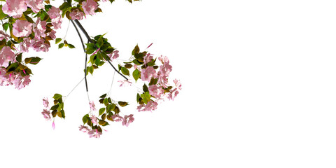pink cherry blossom flowers tree branches isolated on white background