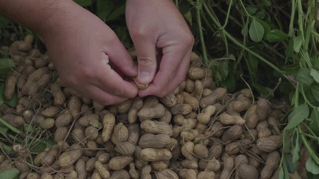 The farmer delicately cracks open a ripe peanut, revealing the fresh kernels nestled inside, with a heap of raw groundnuts and lush green leaves scattered around on the ground