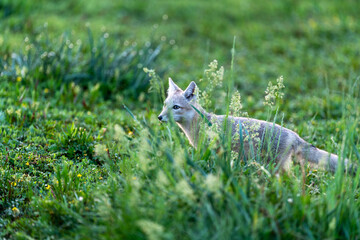 The sand foxes in the summer grassland