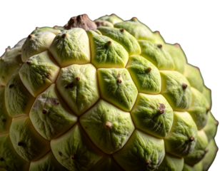Close-up of textured, segmented green fruit against a black background