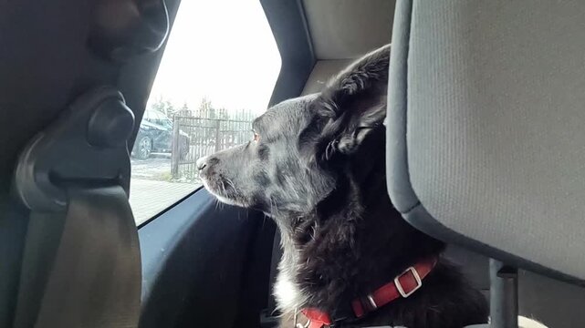 Beautiful black dog traveling in car.
