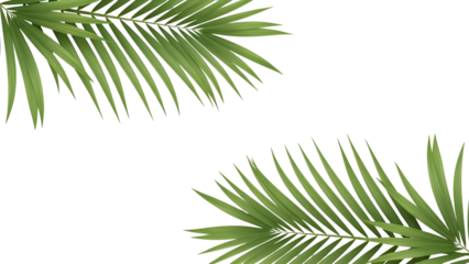 Green Palm Tree Leaves Border on White Background