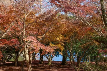 伊豆 一碧湖の秋。大池紅葉広場。	