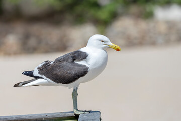 Seagull on wooden railing,  Plettenberg, South Africa